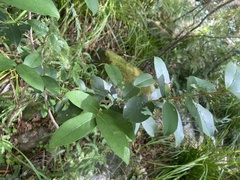 Chionanthus foveolatus