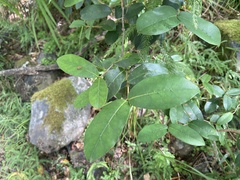 Chionanthus foveolatus