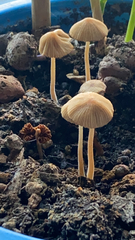 Agaricales