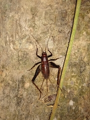 Phalangopsidae