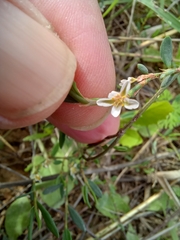 Polygonum equisetiforme