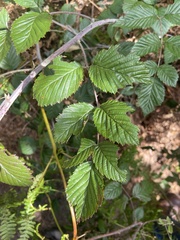 Rubus pinnatus