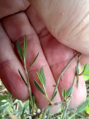 Polygonum equisetiforme
