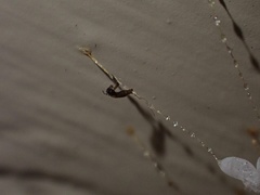 Nymphes