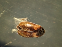 Reesa vespulae
