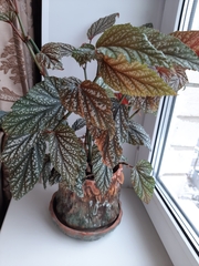 Begonia maculata