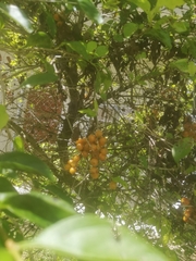 Duranta erecta