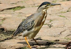 Butorides striata