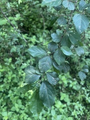 Grewia occidentalis occidentalis