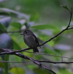 Muscicapa muttui