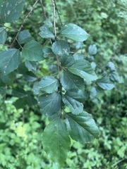 Grewia occidentalis occidentalis