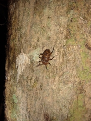 Cymatothes hieroglyphicus