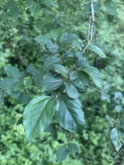 Grewia occidentalis occidentalis