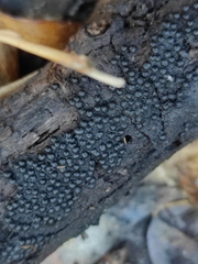 Rosellinia
