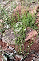 Kohautia amatymbica
