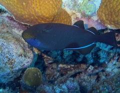 Melichthys niger