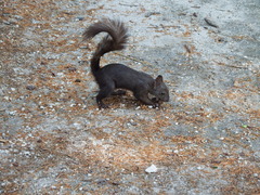 Sciurus vulgaris