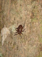 Cymatothes hieroglyphicus