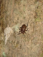 Cymatothes hieroglyphicus