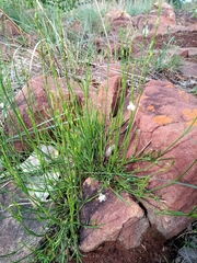 Kohautia amatymbica