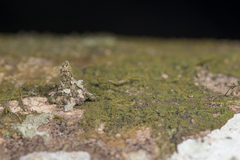 Striglocyrbasia meguae