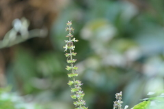 Ocimum gratissimum