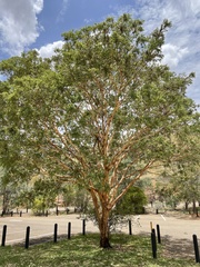 Corymbia aspera