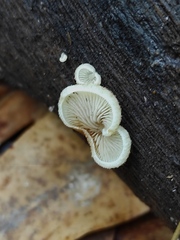 Agaricomycetidae