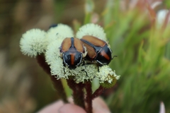 Trichostetha signata