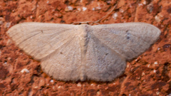 Sterrhinae