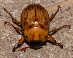 Cyclocephala signaticollis