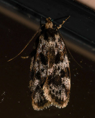 Barea confusella