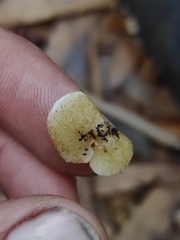 Agaricomycetidae
