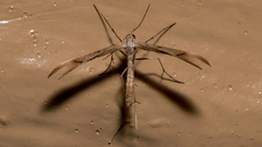 Pterophoridae