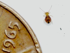 Dicyrtomina ornata