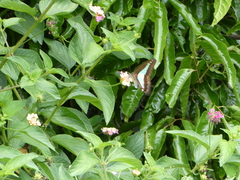 Graphium choredon