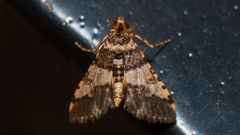 Nacoleia mesochlora