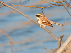 Emberiza elegans