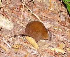 Hypsiprymnodon moschatus