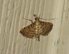 Lamprosema tampiusalis