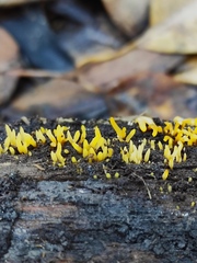 Calocera cornea