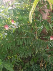 Calliandra surinamensis