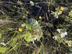 Chrysocephalum apiculatum