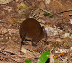 Hypsiprymnodon moschatus