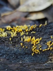 Calocera cornea