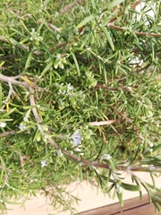Salvia rosmarinus
