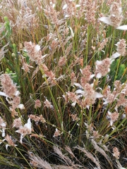 Elegia filacea