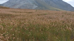 Elegia filacea