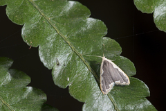 Diduga taiwana