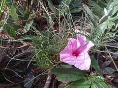 Ipomoea bolusiana